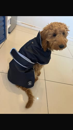 Customer photo review of STORM GUARD Dog Coat with Harness Hole