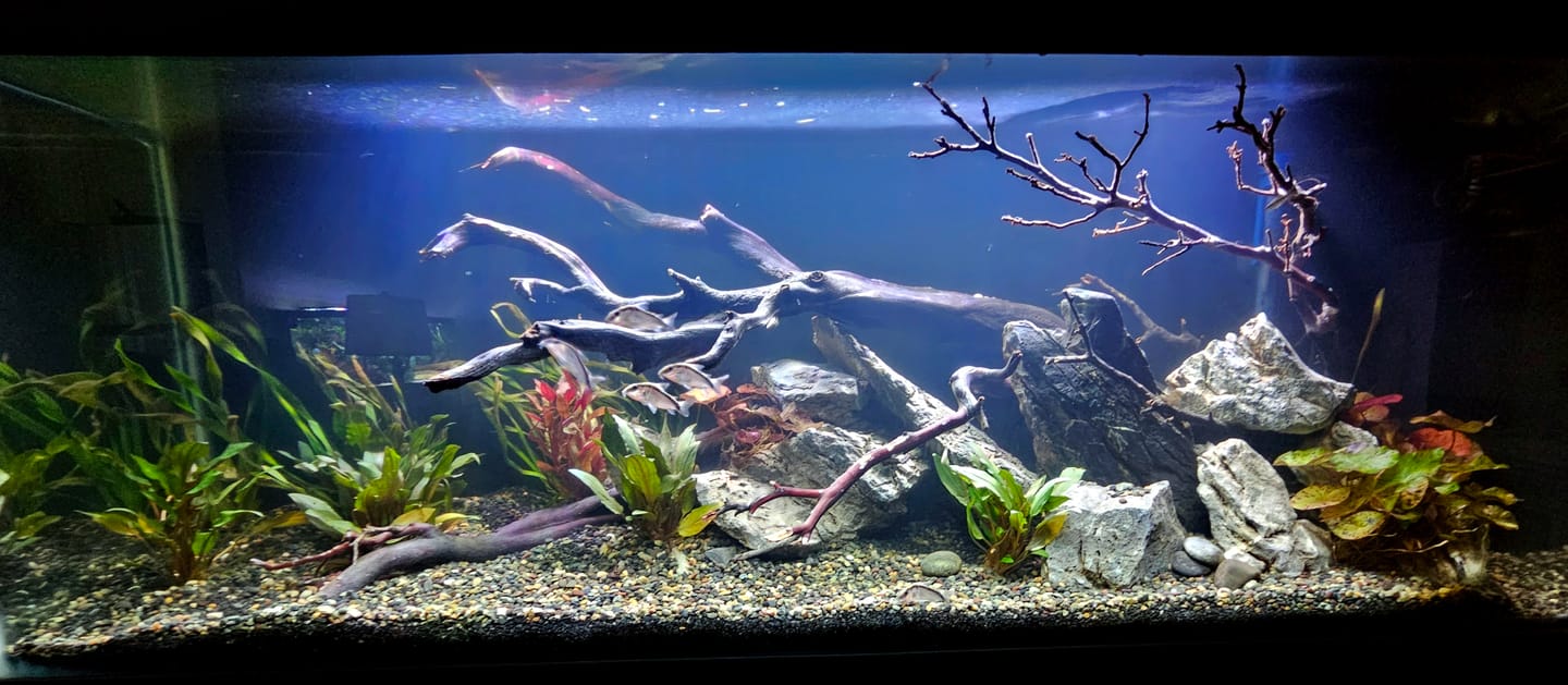 Customer photo review of Scarlet Temple  (Alternanthera reineckii)