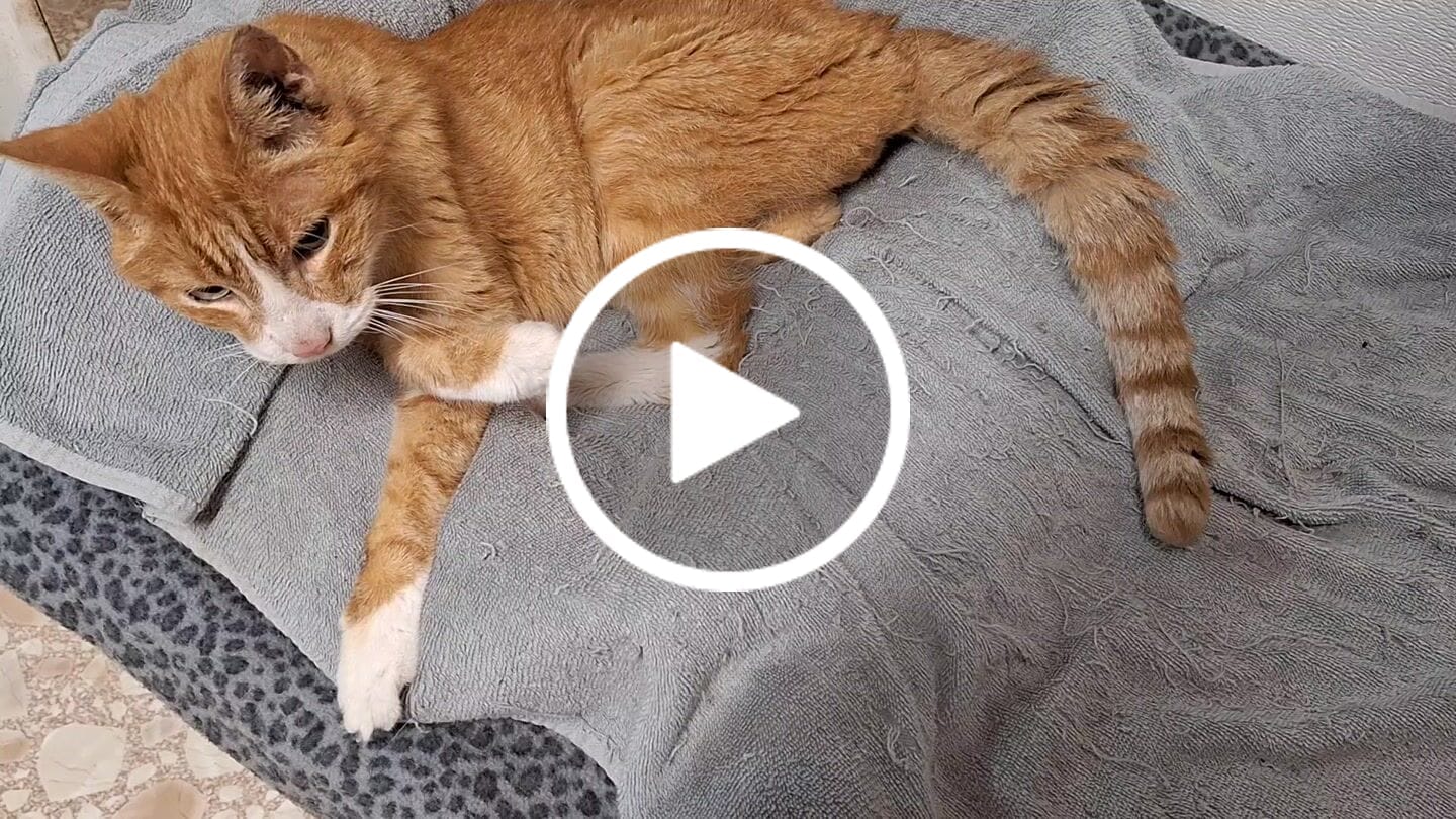 Customer video review of Royal Canin Renal Support Liquid Feline 4pack
