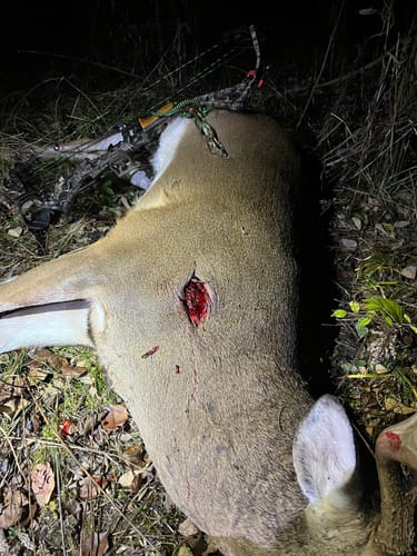Customer photo review of Beast Broadheads