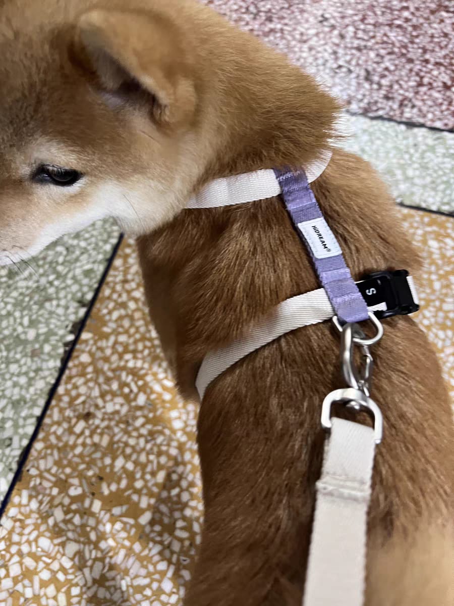 Customer photo review of Valora Ultra-Lightweight H-Shaped Escape-Proof Dog Harness and Leash Set