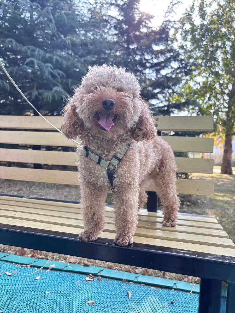 Customer photo review of Valora Ultra-Lightweight H-Shaped Escape-Proof Dog Harness and Leash Set
