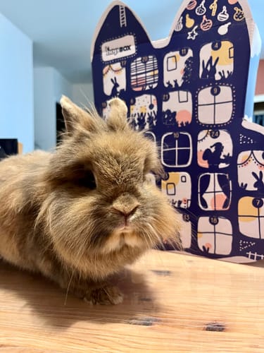 Customer photo review of Le Calendrier de l'Avent Magic'Bunny
