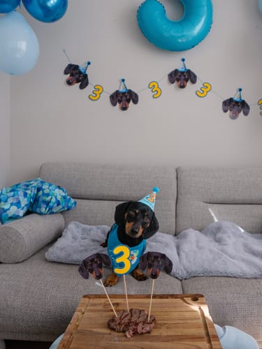 Customer photo review of Personalized Dog Party Pack