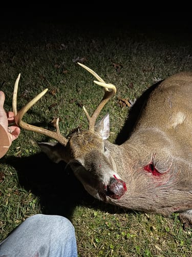 Customer photo review of Beast Broadheads (2-Pack + Practice Tip)