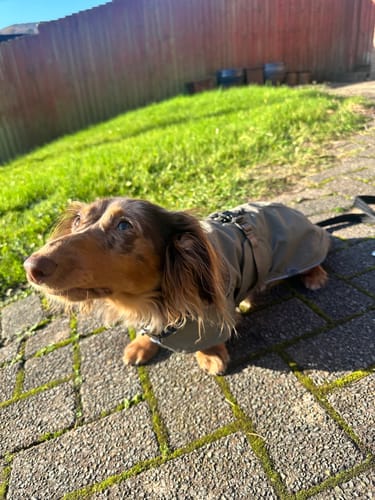 Customer photo review of Hermy Dachshund Coat with Removeable Lining & Harness Hole