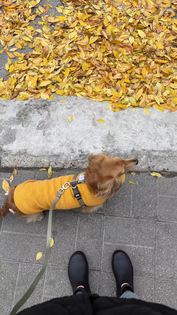 Customer photo review of Valora Ultra-Lightweight H-Shaped Escape-Proof Dog Harness and Leash Set