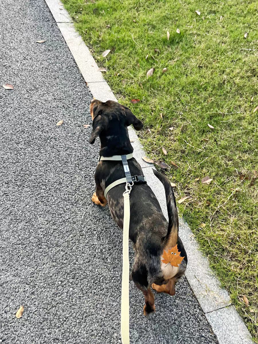 Customer photo review of Valora Ultra-Lightweight H-Shaped Escape-Proof Dog Harness and Leash Set