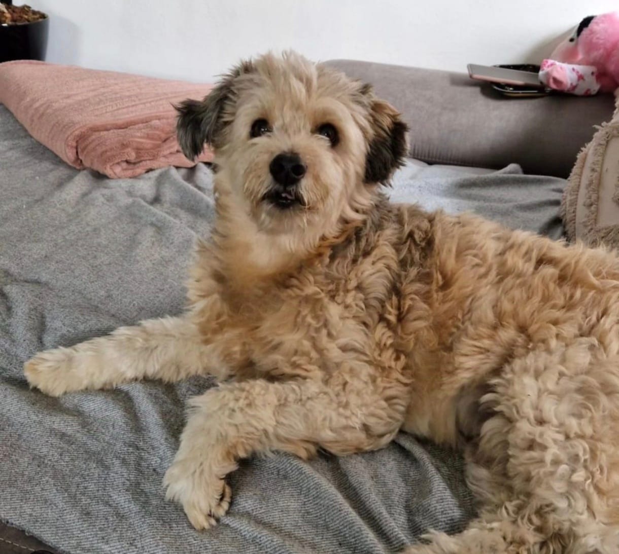 Customer photo review of Gut Morning I Probióticos para Perro y Gato. Mejora la Digestión