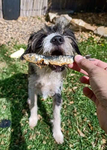 Customer photo review of Fresh Ocean Sardines