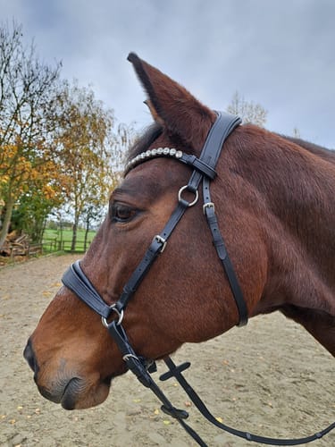 Customer photo review of CR Harmonybridle - gebisslose 3 in 1 Zäumung