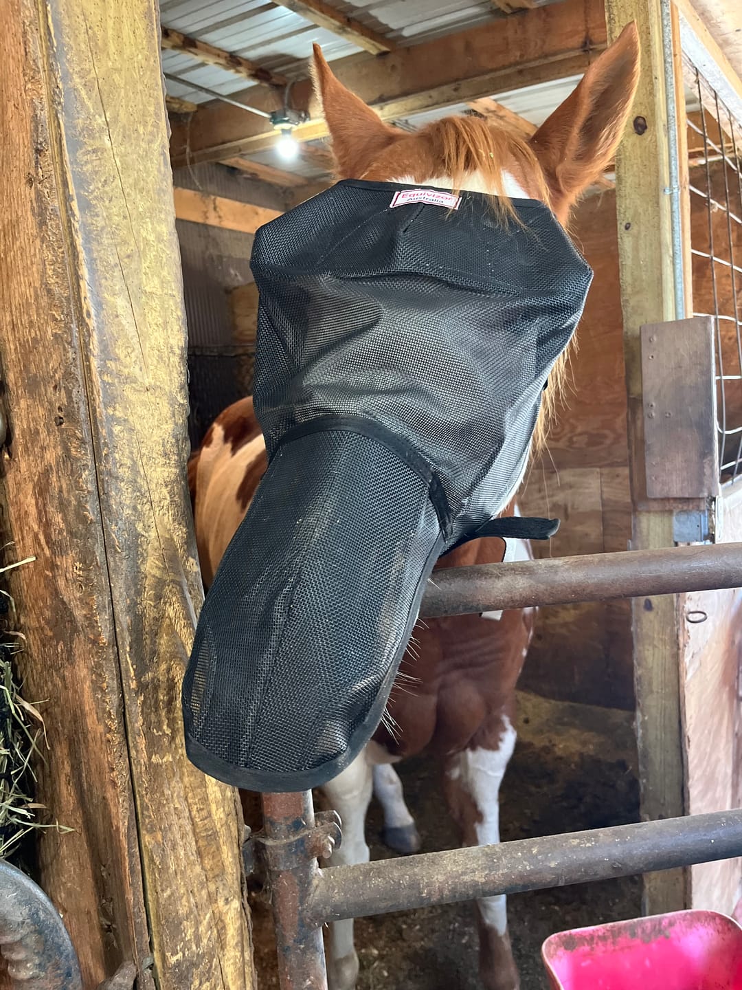 Customer photo review of EquiVizor Fly Mask - With Nose Protection