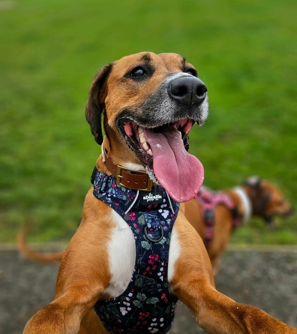 Customer photo review of Happy Flex I  Anti Inflamatorio Para Perros y Gatos. Articulaciones, huesos y cadera