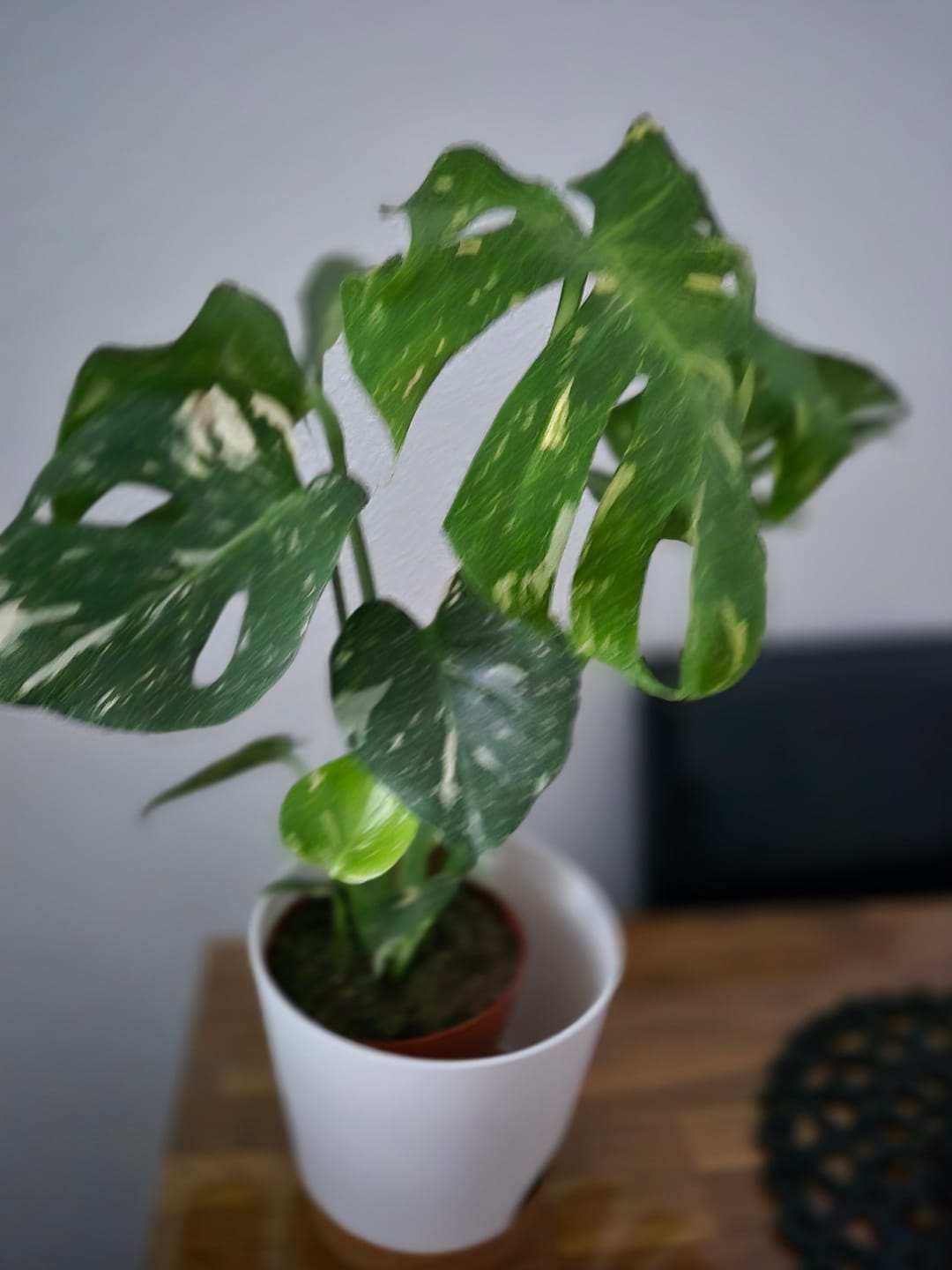 Customer photo review of Monstera Thai Constellation