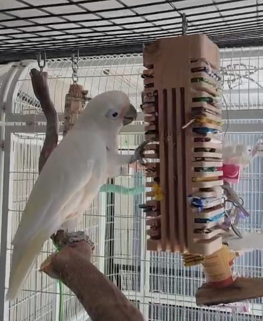Customer photo review of Big Chippy - The Ultimate Toy For Big Birds