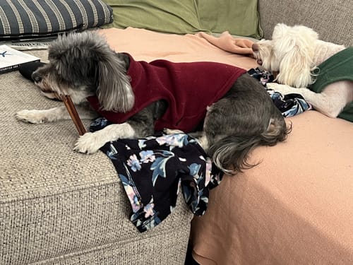 Customer photo review of 6" Standard Bully Sticks