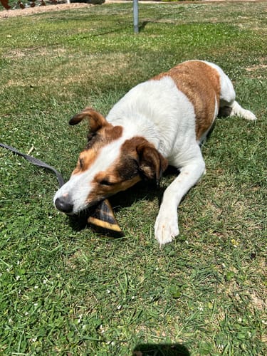 Anna Z. review of Bully Sticks image 1 out of 2