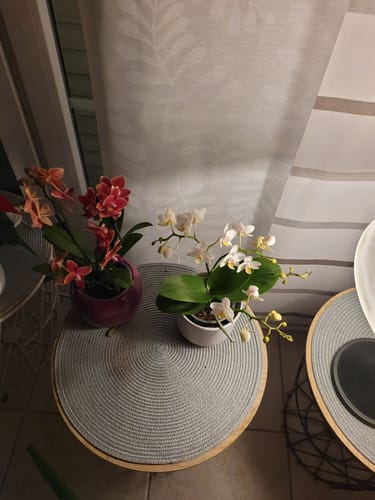 Customer photo review of Bonsaiorchidee Nazare mit weißen Blüten 3 Stielen