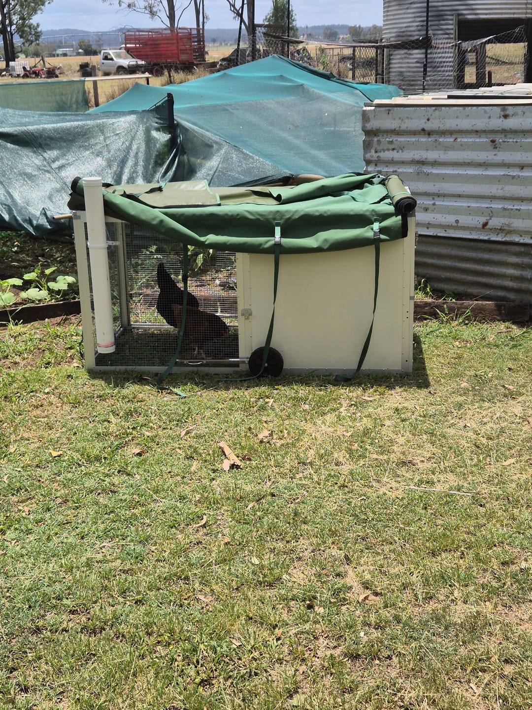 Customer photo review of Canvas Cover for Chicken Coop / Chicken Tractor