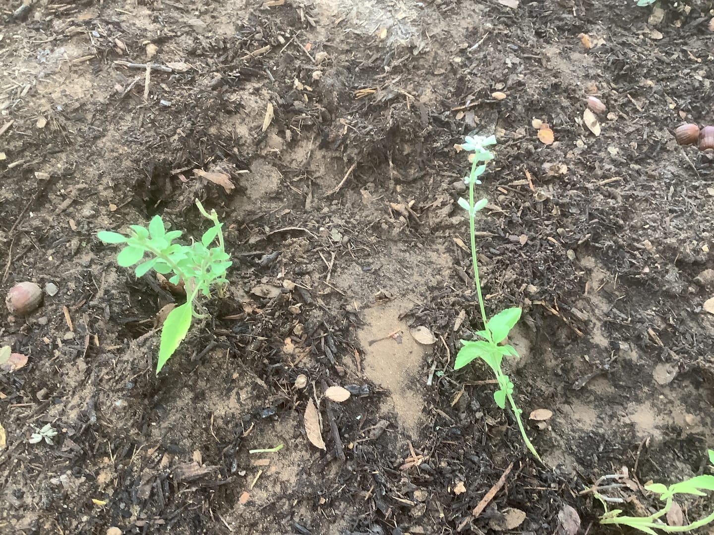 Customer photo review of Salvia 'Augusta Duelberg’