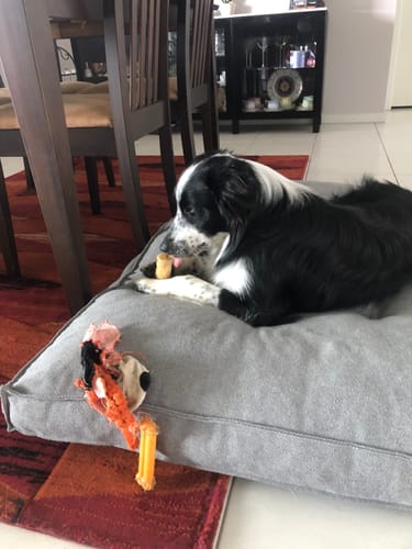 Customer photo review of Aussie Lamb Bone (3 pack)