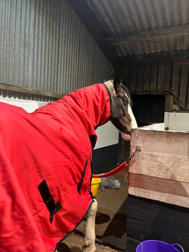 Customer photo review of Rhinegold Full Neck Konig Combo Outdoor Rug