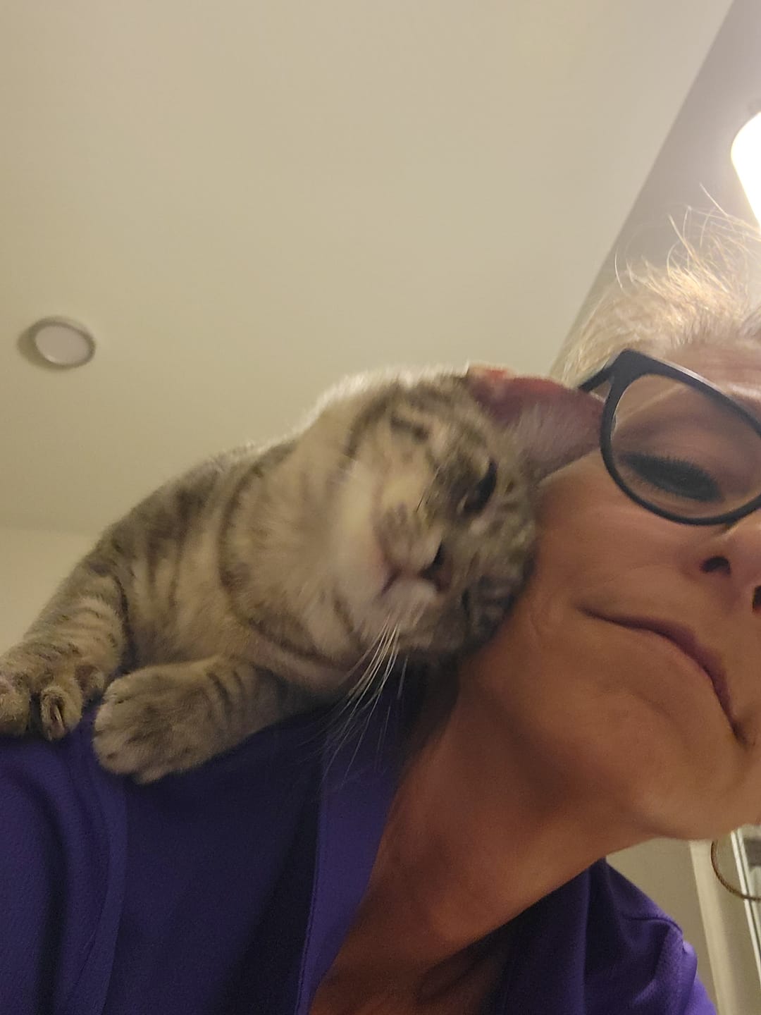 Customer photo review of Mange Treatment for Cats - Treats Feline Sarcoptic & Demodectic Mange, Scabies & Ear Mites