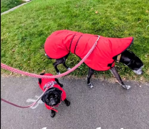 Customer photo review of Vetra - Warm Sighthound Coat with Zip Harness Hole