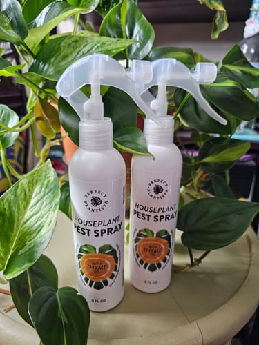 Customer photo review of Houseplant Pest Spray