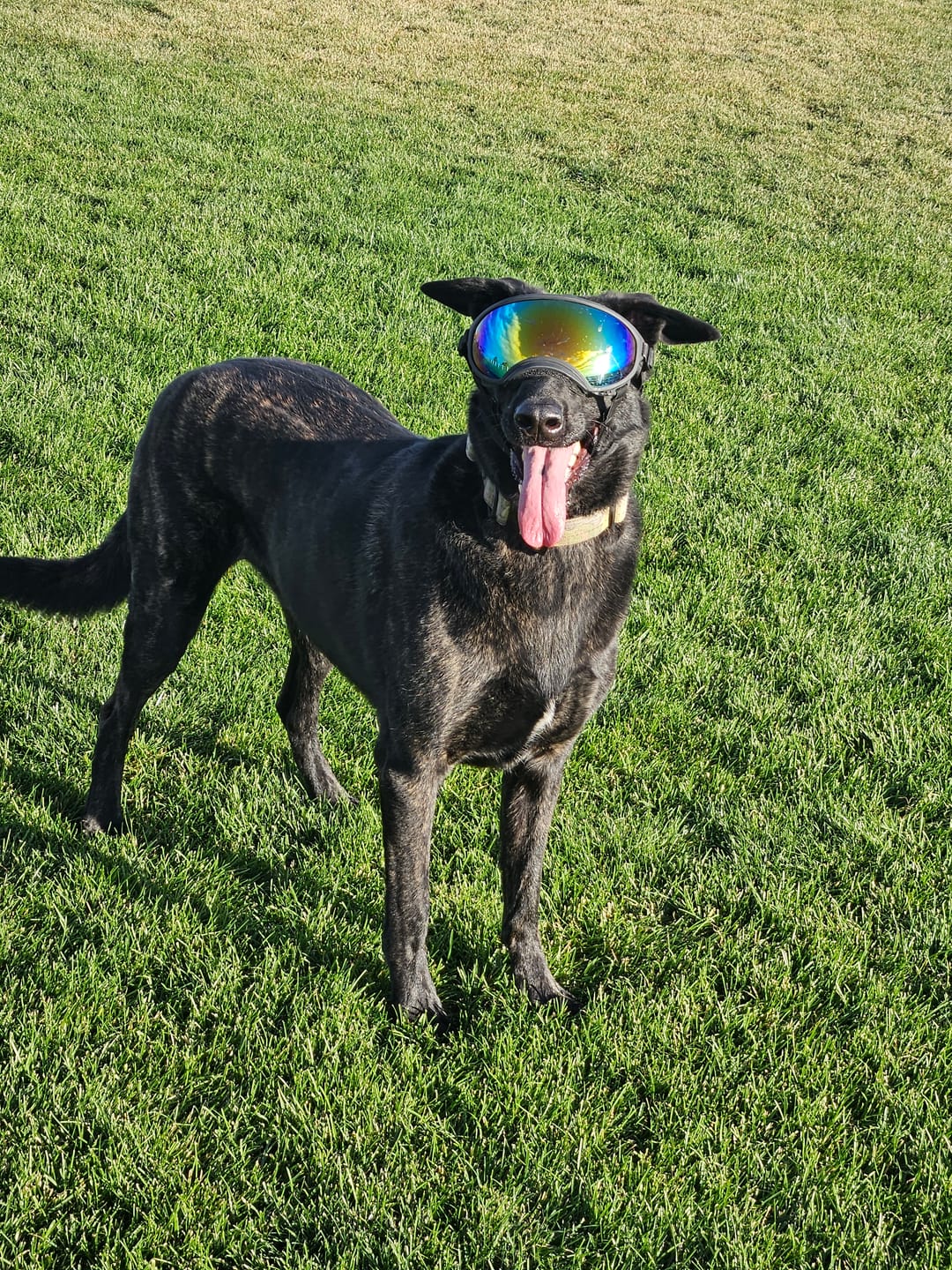 Customer photo review of Adjustable Dog Goggles (Doggles)