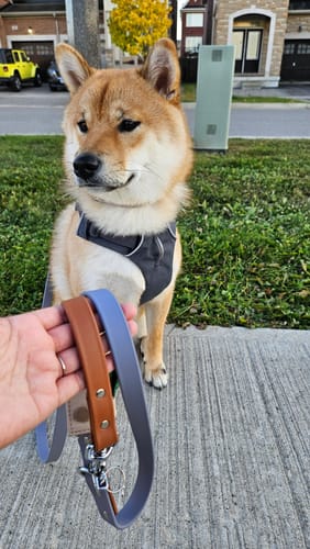 Customer photo review of Clay - Classic Biothane Dog Leash