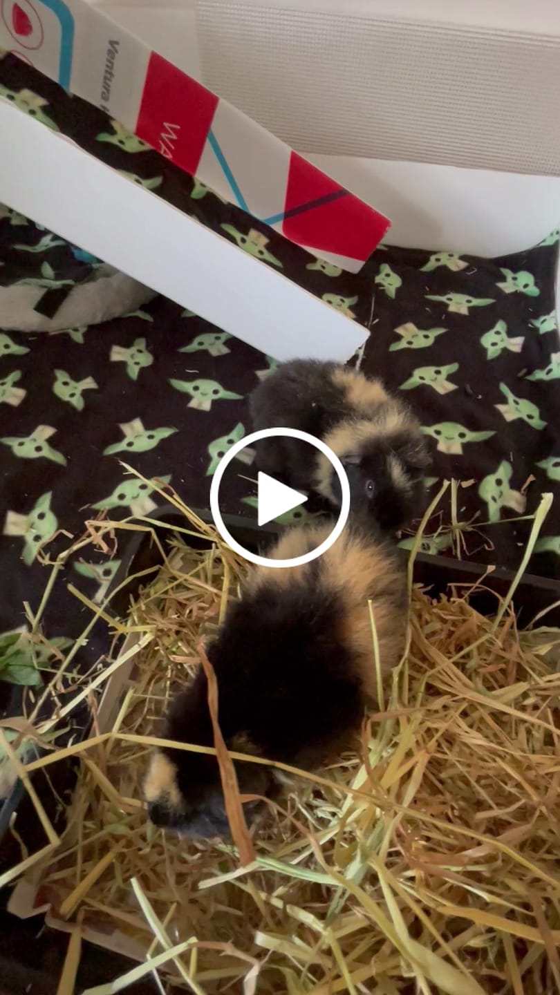 Customer video review of Ozzy Treats - Pea Flakes (120g)