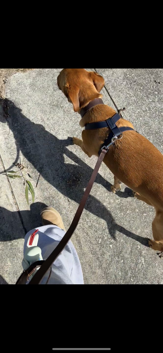 Customer photo review of HARNESS - Navy