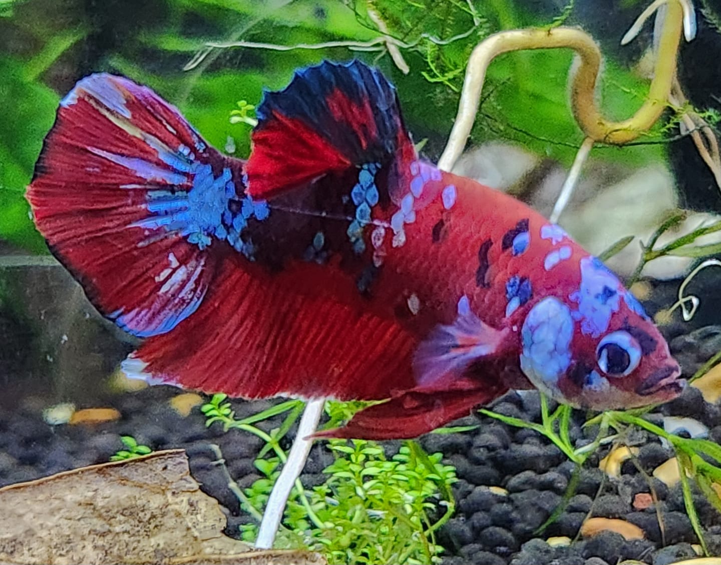 Customer photo review of Koi Red Galaxy Male Betta Fish High Grade | Buy 4 Get 1 Free | Mystery Betta