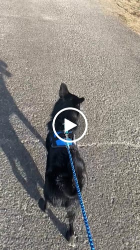 Customer video review of FunFunPet 高機能ハーネス（お名前タグ作成サービス付き）