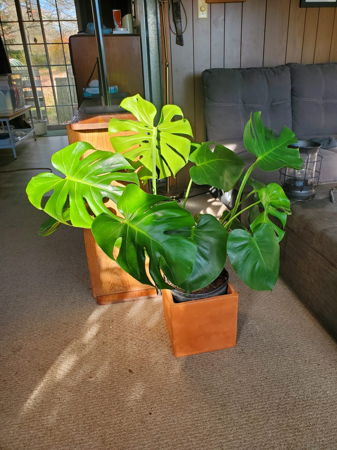 Customer photo review of Monstera Deliciosa, Swiss Cheese