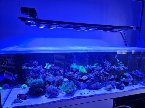 Customer photo review of Beast Mode SPS Lighting Bundle