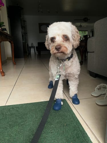 Customer photo review of WagWellies® by wagwear