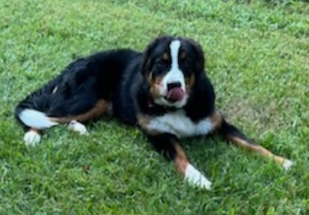 Customer photo review of 12 Inch Monster Braided Bully Stick
