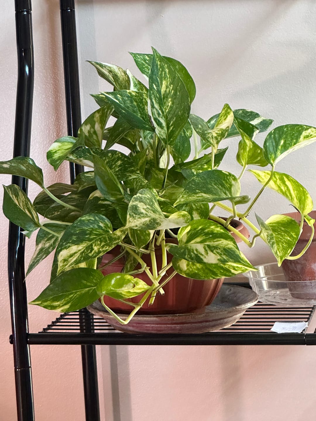 Customer photo review of Pothos Epipremnum aureum 'Golden'