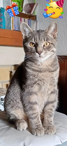 Avis photo d'un client sur Croquettes Chat Stérilisé Sans Céréales - Poulet
