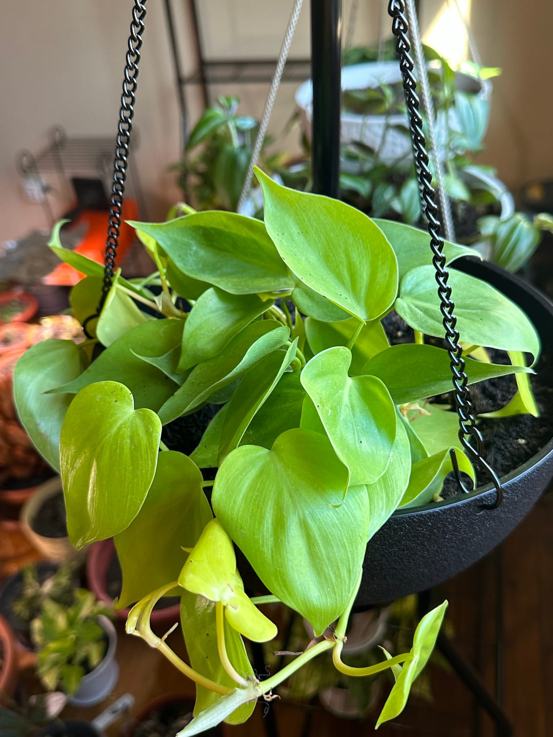 Customer photo review of Philodendron hederaceum 'Lemon Lime'