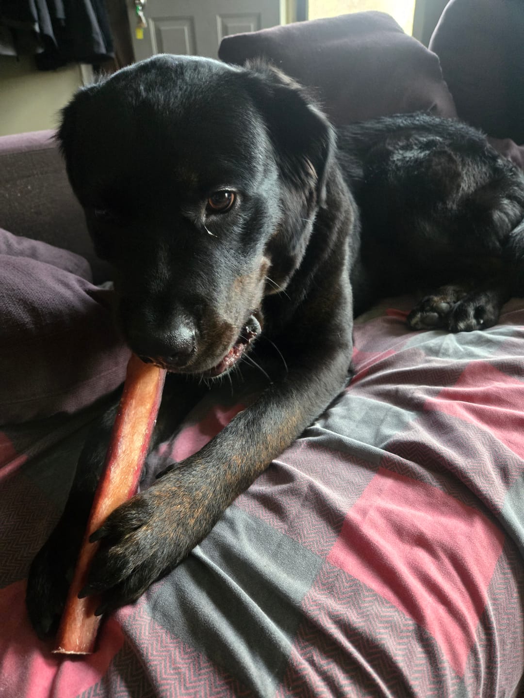 Customer photo review of 12 Inch Mega Monster Bully Stick (LIMITED)