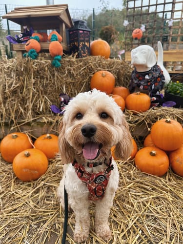 Customer photo review of Tough Trails™ Harness - Pumpkin Plaid