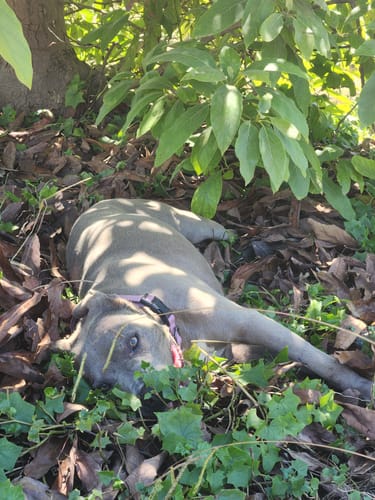 Customer photo review of Café Hacienda Doka Peaberry AA