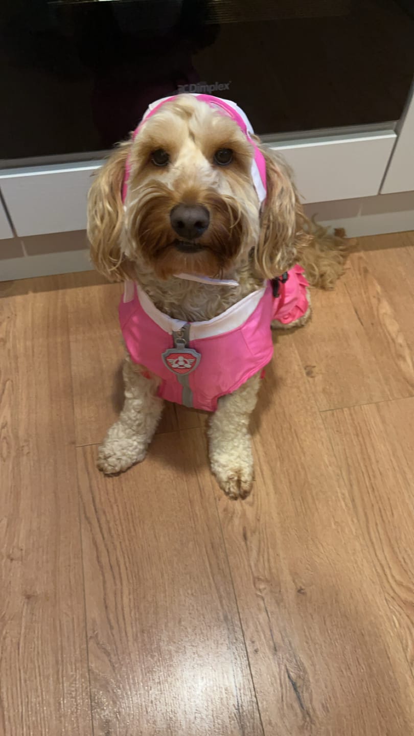 Customer photo review of Dog Costume (Skye)