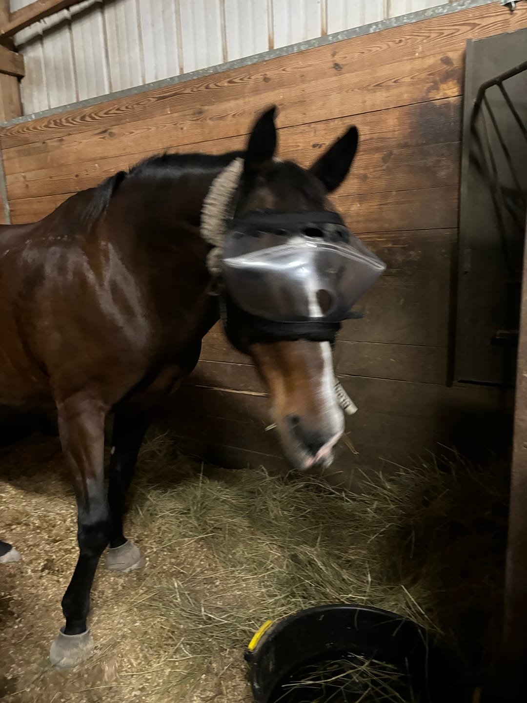 Customer photo review of Recovery Vizor - Clear UV Tint