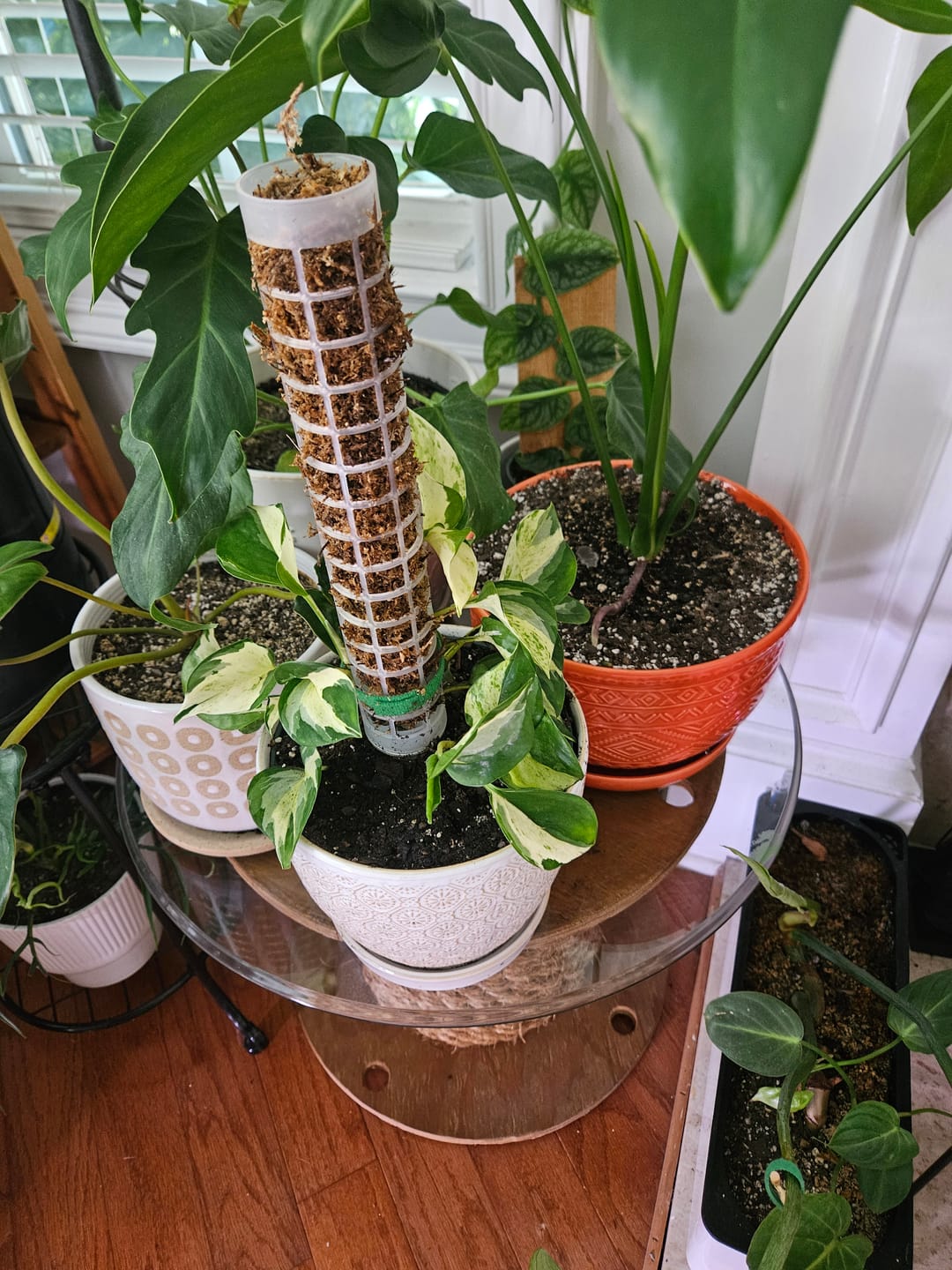 Customer photo review of Pothos Epipremnum aureum 'Manjula'