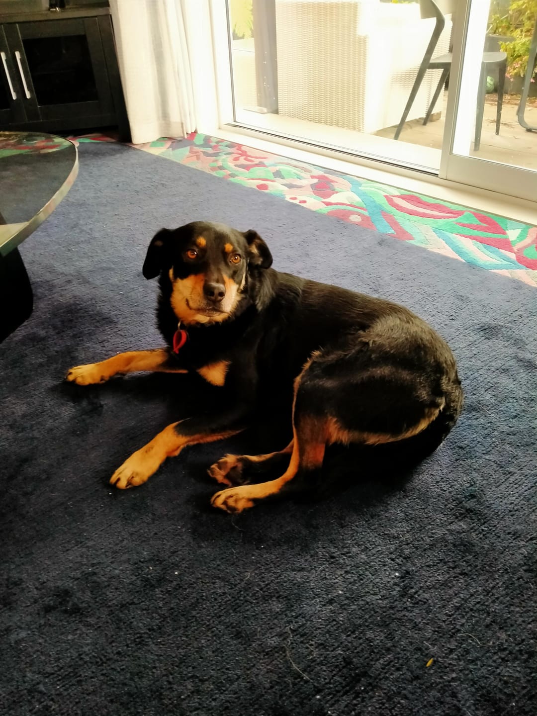 Customer photo review of Green Lipped Mussel capsules for Dogs - Hip & Joint Health