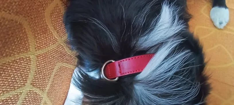 Customer photo review of Customized Leather ID Nameplate Dog Collar Soft Padded Dogs Collars Free Engraving Name for Small Medium Large Dogs Adjustable